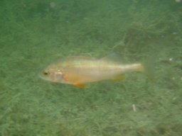 Heimische Seen